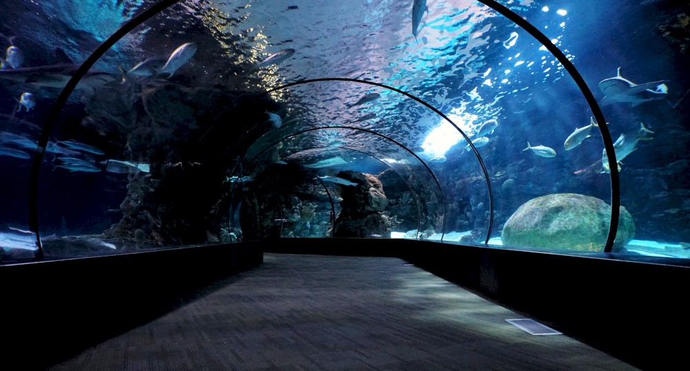 An underwater tunnel surrounded by various fish and sea creatures, with a pathway running through it and light filtering through the water.