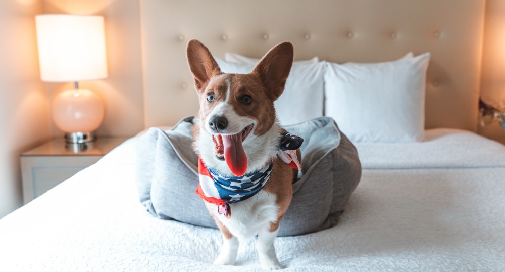 A Corgi wearing a bandana sits on a bed in a cozy room with two bedside lamps and a tufted headboard, looking happy with its tongue out.