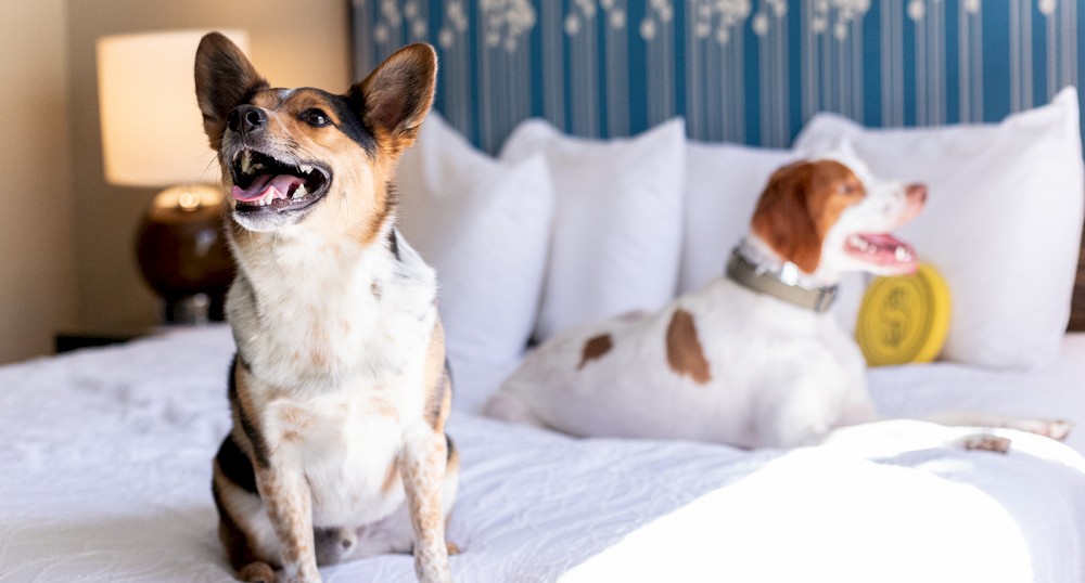 Two dogs are on a bed in a well-lit bedroom with a decorative headboard and a lamp in the background.