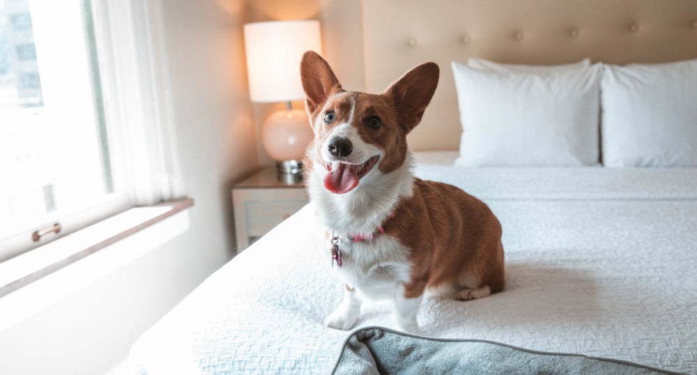 A happy dog, likely a corgi, sits on a neatly made bed in a well-lit room with a window, lamp, and pillows visible in the background.